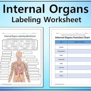 May include: A printable worksheet for learning about the human body. The worksheet includes a diagram of the human body with labels for different internal organs, and a chart to complete with the functions of each organ.