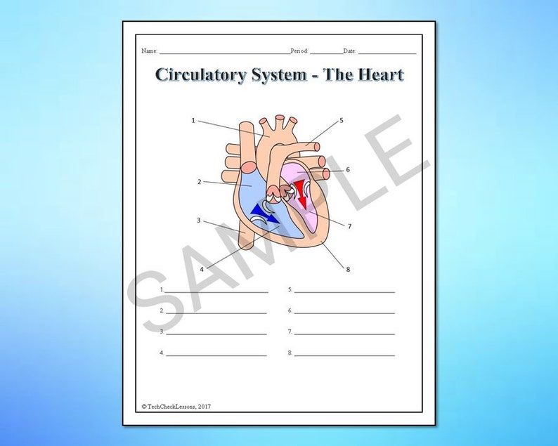 Human Body Systems Labeling Worksheets/activity/printable Bundle