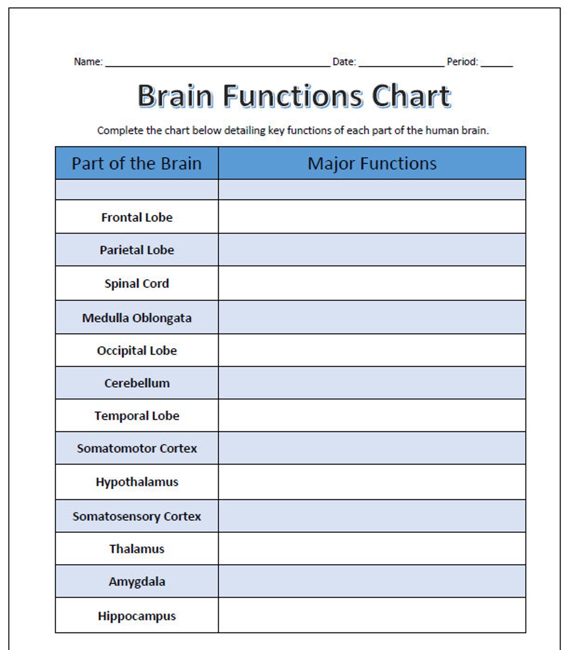 Parts and Functions of the Brain Labeling Worksheet - Science Editable ...
