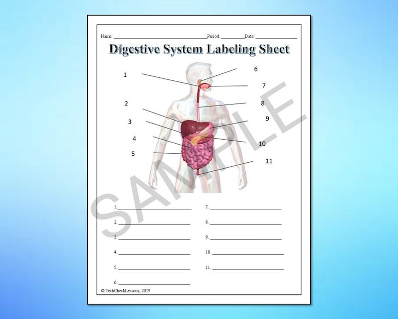 Human Body Systems Labeling Worksheets/activity/printable - Etsy