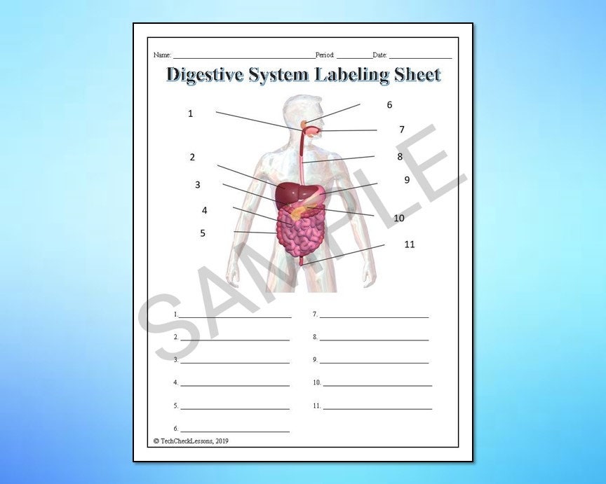 Human Body Systems Labeling Worksheets/activity/printable Bundle ...