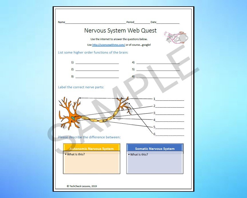 Nervous System Science Webquest Internet Activity - Editable DIGITAL ...