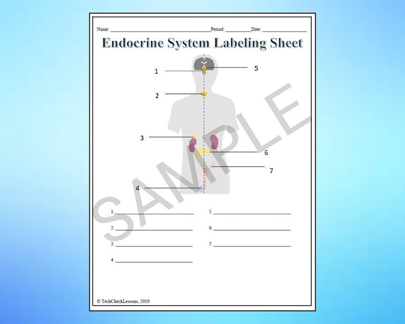 Endocrine System Labeling Worksheet Science Editable DIGITAL DOWNLOAD
