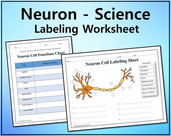 Neuron Cell Labeling & Functions Science Worksheet Editable ...