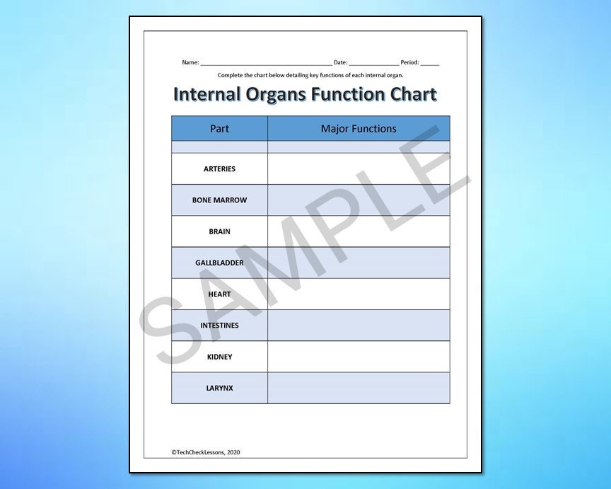 Function In Science Examples Internal Organs Labeling & Functions Science Worksheet/printable ...
