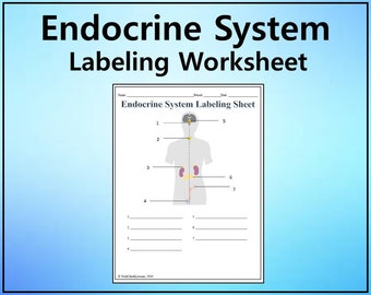 Endocrine System Labeling Worksheet - Science Editable DIGITAL DOWNLOAD