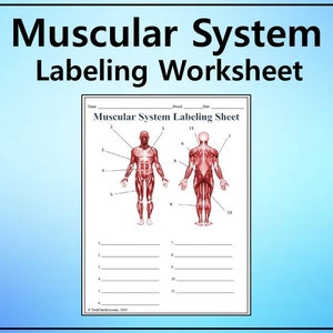 Muscular System Labeling Worksheet - Science Editable DIGITAL DOWNLOAD