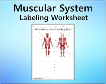 Muscular System Labeling Worksheet - Science Editable DIGITAL DOWNLOAD