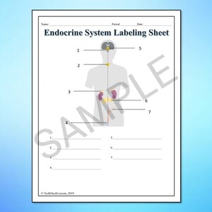 Human Body Systems Labeling Worksheets/activity/printable Bundle ...