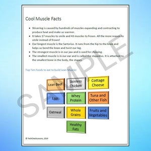 Muscular System Science Webquest Internet Activity - Editable DIGITAL ...