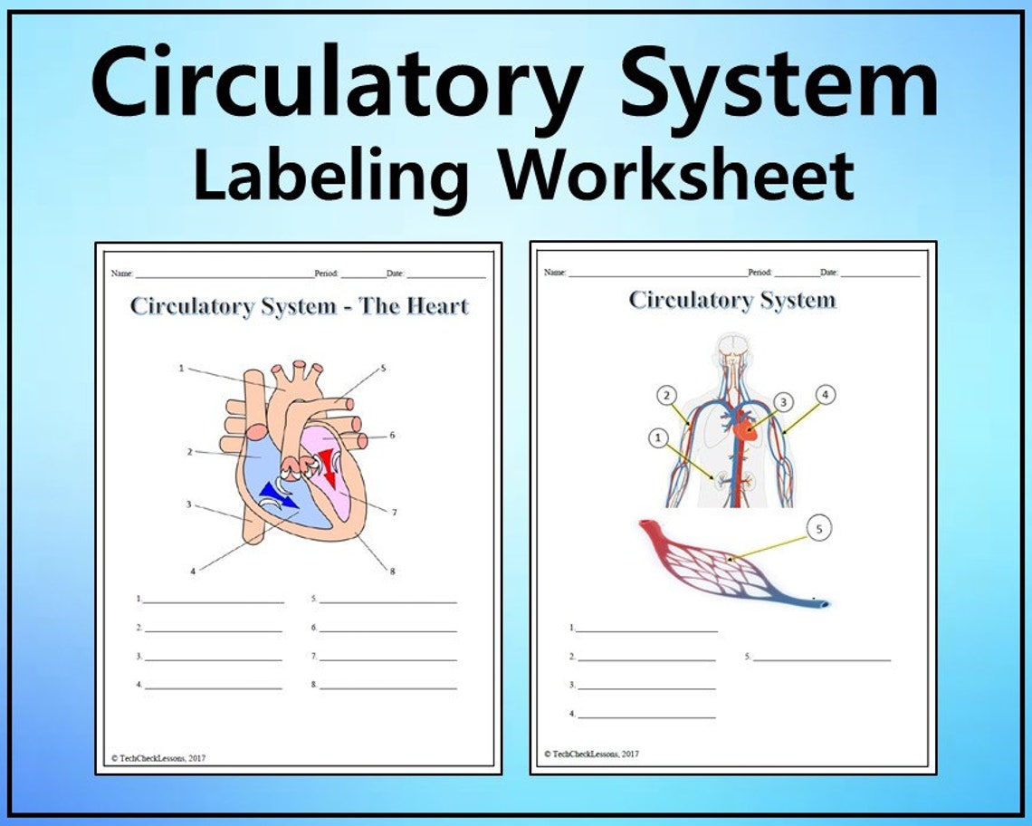 Label The Circulatory System Answer Key Everything Yo vrogue.co