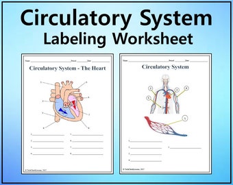Circulatory System Labeling Worksheet - Science Editable DIGITAL DOWNLOAD