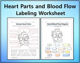 Human Heart Parts and Blood Flow Labeling Worksheets - Diagram/Graphic Organizer - DIGITAL DOWNLOAD