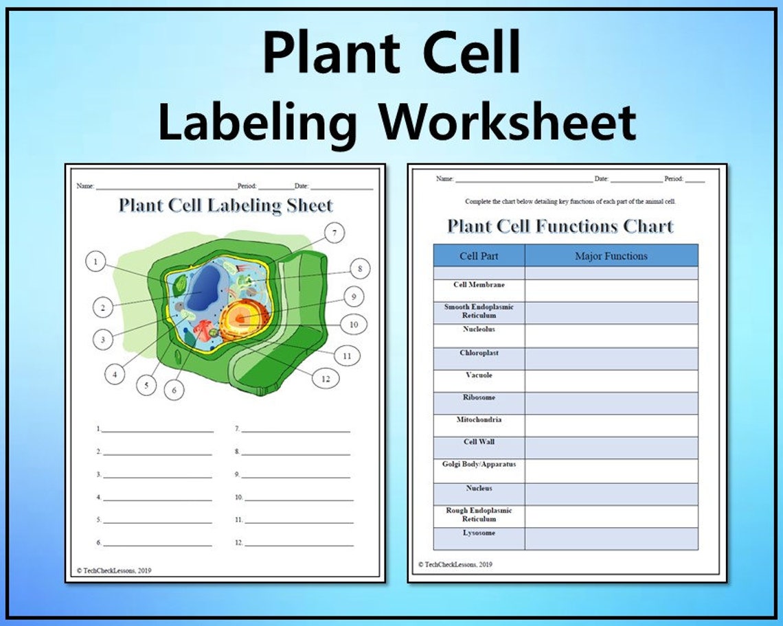 Plant Cell Labeling Functions Science Worksheet By Te vrogue.co