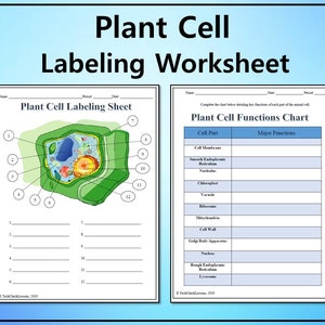 May include: A printable plant cell worksheet with a diagram of a plant cell and a chart listing the parts of a plant cell and their functions. The worksheet is titled "Plant Cell Labeling Worksheet".