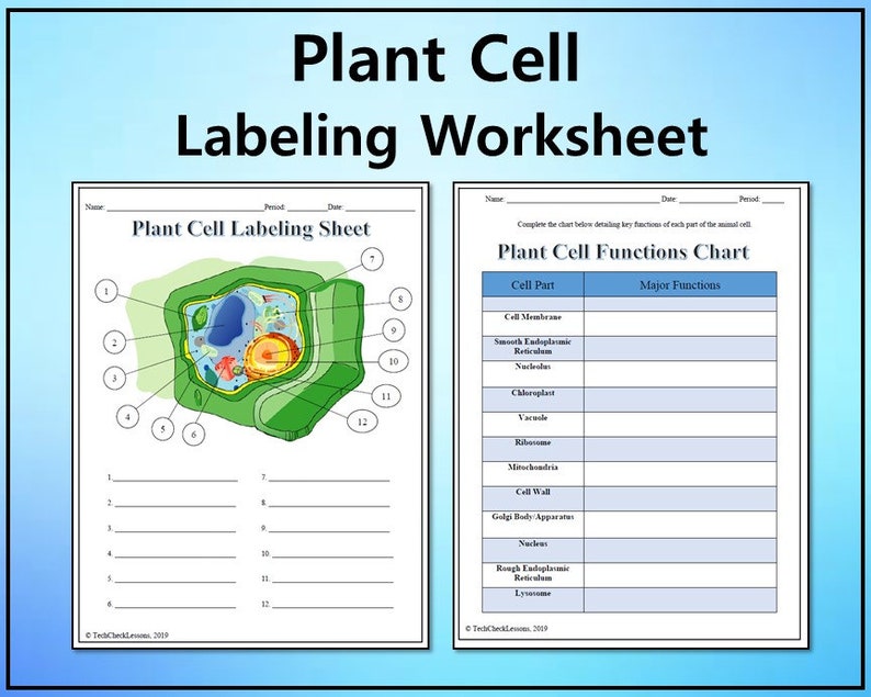 Plant Cell Labeling & Functions Science Worksheet Editable DIGITAL