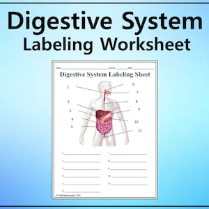 Digestive System Labeling Worksheet - Science Editable DIGITAL DOWNLOAD