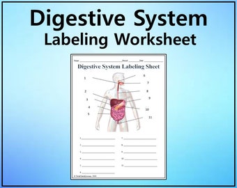 Digestive System Labeling Worksheet - Science Editable DIGITAL DOWNLOAD