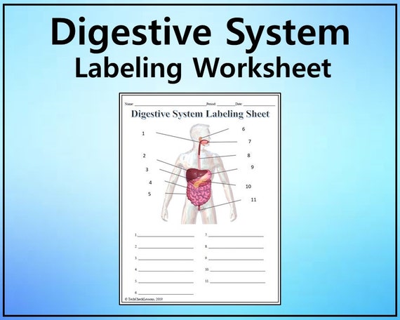 Digestive System Labeling Worksheet - Science Editable DIGITAL DOWNLOAD