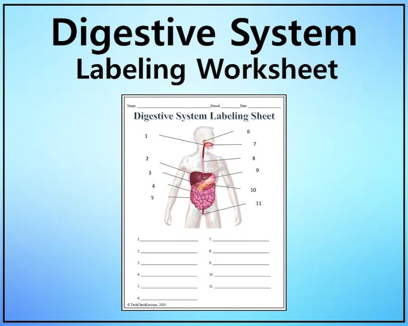 Digestive System Labeling Worksheet - Science Editable DIGITAL DOWNLOAD ...