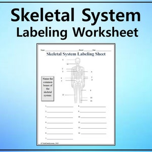 Skeletal System Labeling Worksheet - Science Editable DIGITAL DOWNLOAD