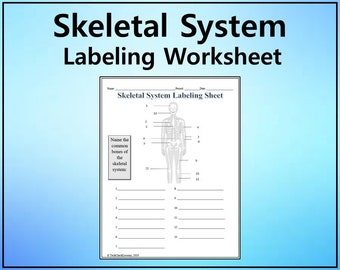 Skeletal System Labeling Worksheet - Science Editable DIGITAL DOWNLOAD
