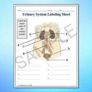 Human Body Systems Labeling Worksheets/activity/printable Bundle ...
