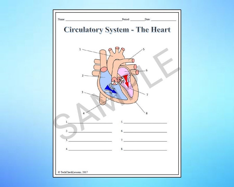 Circulatory System Labeling Worksheet Science Editable DIGITAL DOWNLOAD