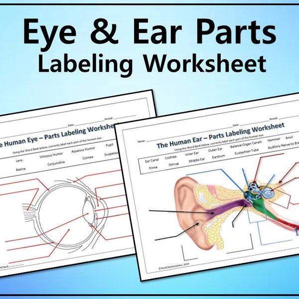 Human Eye & Ear Diagramm Beschriftung Arbeitsblatt - Wissenschaft Editierbar DIGITAL DOWNLOAD