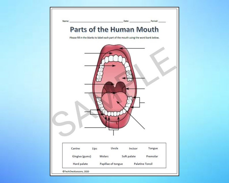 Parts of the Mouth Diagram Labeling Worksheet Science Editable DIGITAL DOWNLOAD Etsy