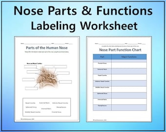 Parts of the Nose Diagram Labeling Worksheet - Science Editable DIGITAL DOWNLOAD