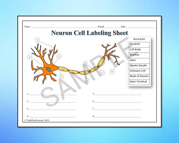 Neuron Cell Labeling & Functions Science Worksheet Editable - Etsy