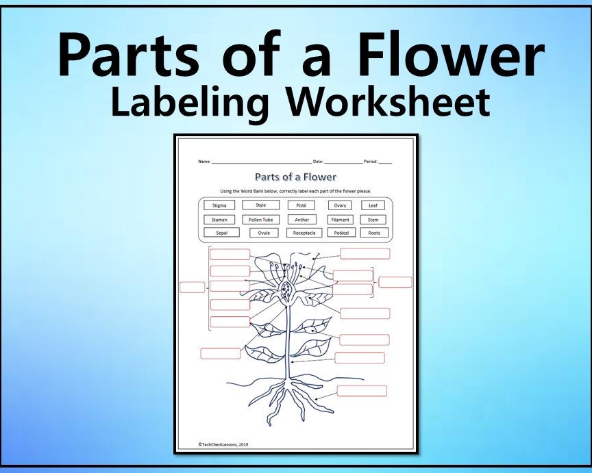 Parts of a Flower Labeling Science Worksheet - Editable DIGITAL ...