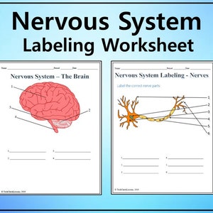 Arbeitsblatt zur Beschriftung des Nervensystems - Wissenschaft bearbeitbar DIGITAL DOWNLOAD