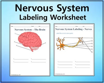 Arbeitsblatt zur Beschriftung des Nervensystems - Wissenschaft bearbeitbar DIGITAL DOWNLOAD