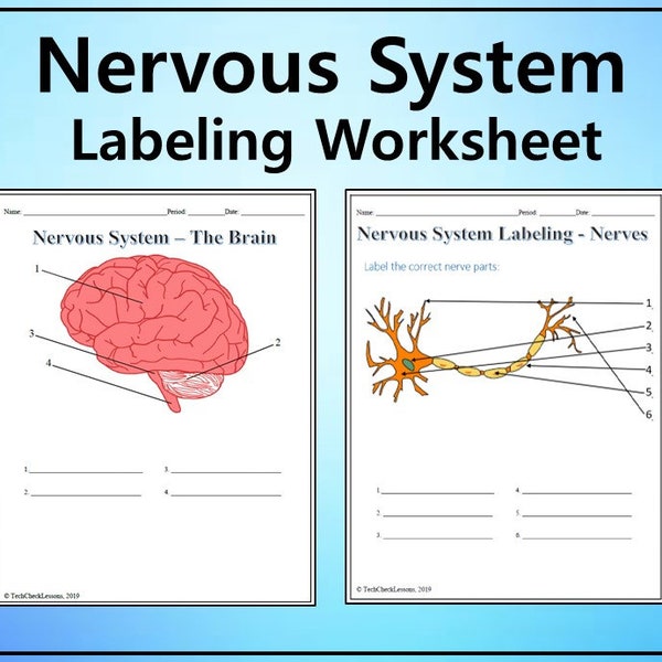 Nervous System Labeling Worksheet - Science Editable DIGITAL DOWNLOAD