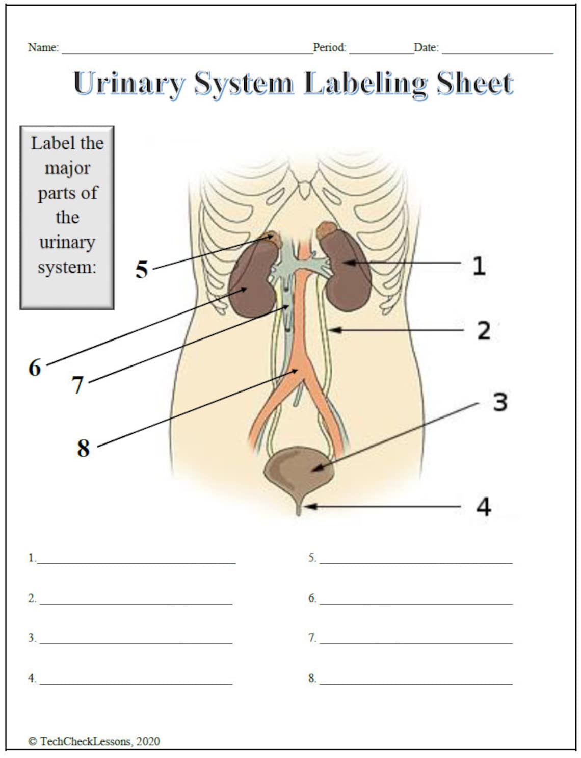 Urinary System Labeling Worksheet Science Editable DIGITAL DOWNLOAD