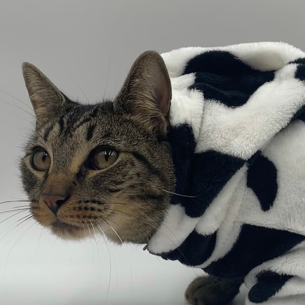 Cow Cat Sweater
