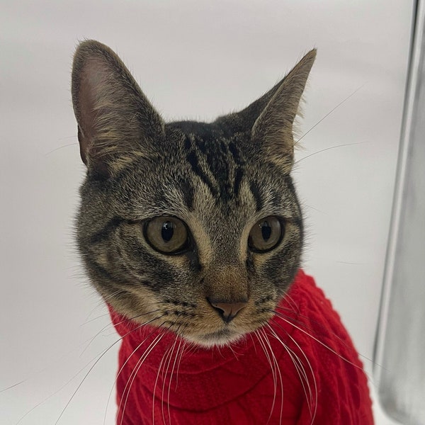 Red Cat Sweater