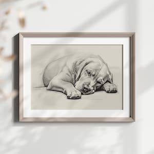 Yellow Lab Print - Labrador Retriever Drawing - Wall Decor - Pencil Sketch - Digital Art
