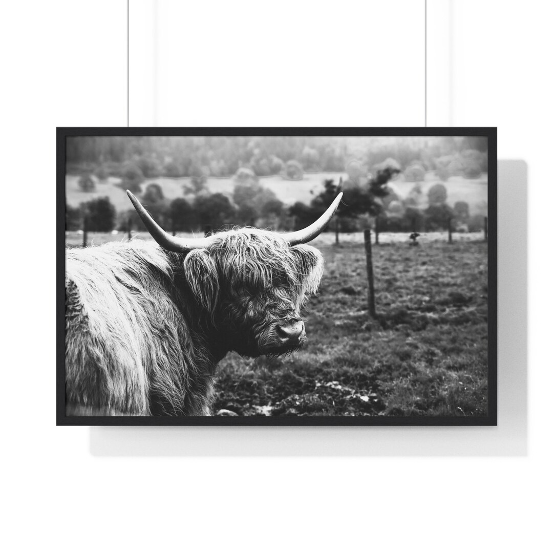 Black and White Highland Cow Print, Scottish Cattle Wall Art, Modern