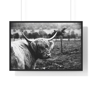 Black and White Highland Cow Print, Scottish Cattle Wall Art, Modern Farmhouse Wall Decor, Funky Home Decor, Bedroom Decor, Man Cave Decor