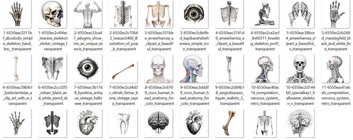 29 Antique Anatomy Overlays, Vintage Skeleton and Anatomical Clip Art ...