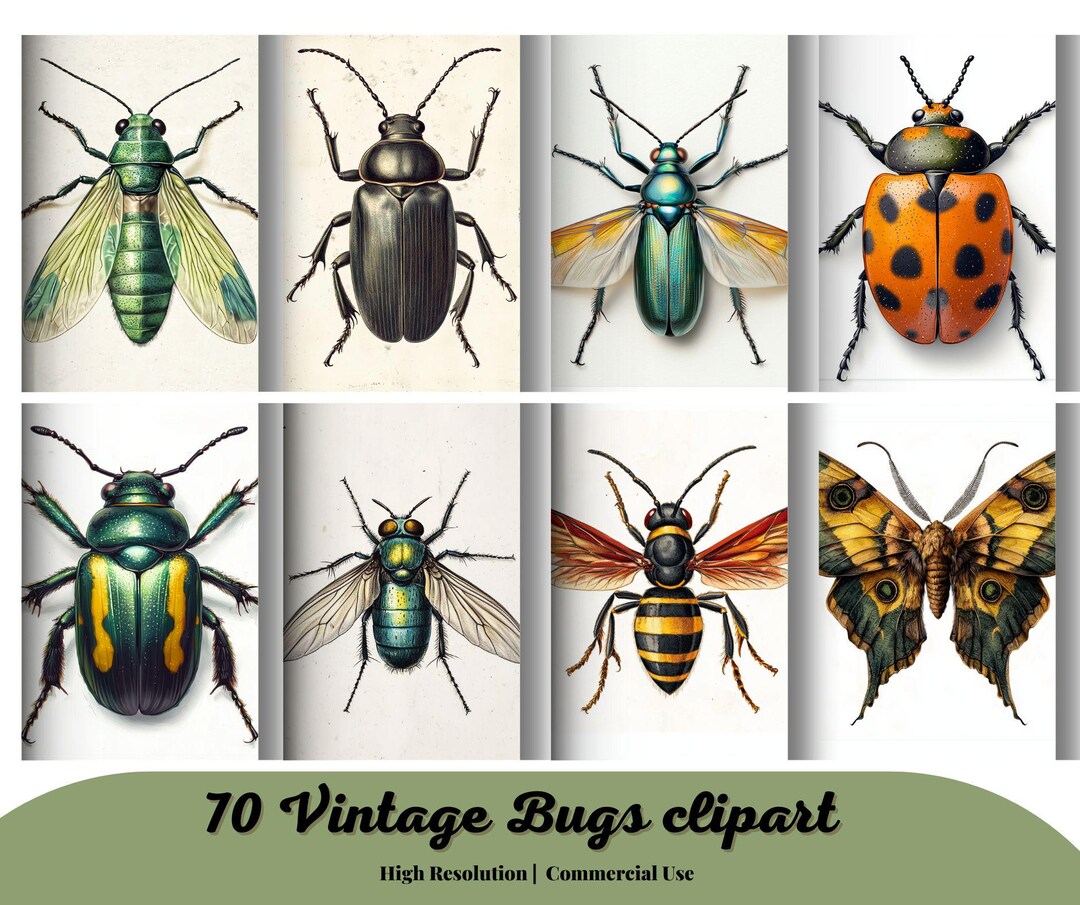 70 Vintage Bugs Clipart, Antique Insect Clip Art Scientific ...