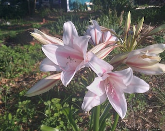 Crinum, Milch und Wein Crinum, Crinum Lilie, Heirloom Crinum,