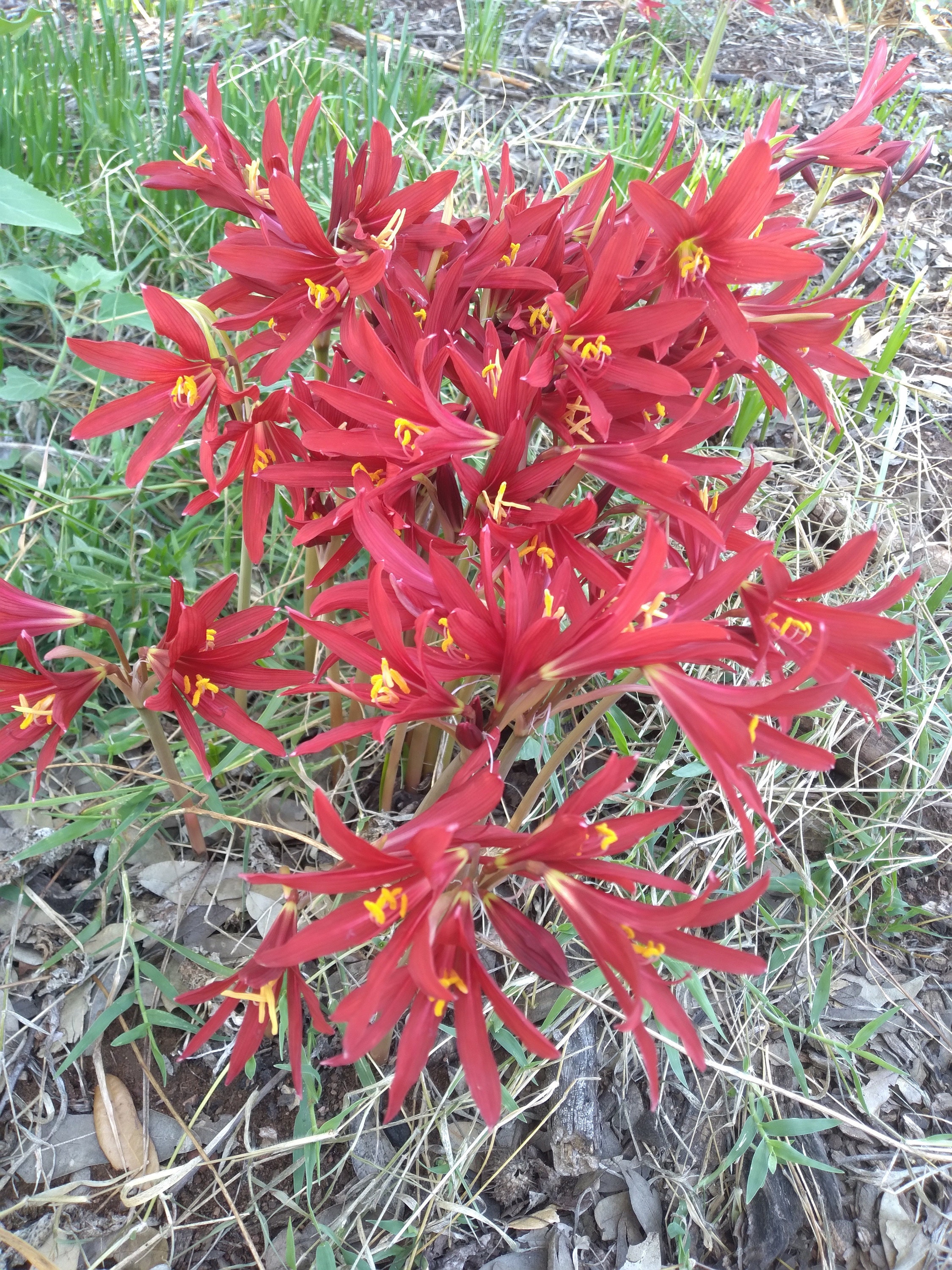 2 Oxblood Lily, Schoolhouse Lily, Red Lily, Rain Lily, Fall Lily Bulb