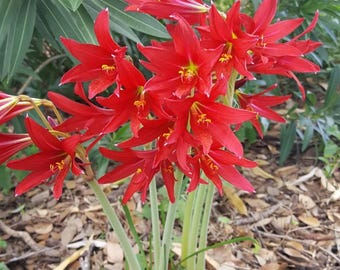 A Family of 5 Oxblood Lilies