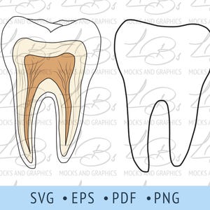 Puede incluir: Una ilustración detallada de un diente humano, mostrando las diferentes capas de esmalte, dentina y pulpa. El diente está delineado en negro, y las capas internas están coloreadas en tonos de marrón y amarillo.