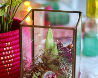 Set de regalo navideño de amarilis: amarilis encerada cubierta de musgo, planta viva, regalo con tarjeta y candelabro cuadrado de vidrio y latón.