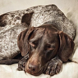 May include: A sleeping German Shorthaired Pointer dog. The dog's coat is a mix of brown and white spots, with a solid brown head and ears. The dog is resting on a light-coloured surface, with its eyes closed.